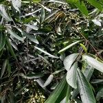 Nectandra megapotamica 葉