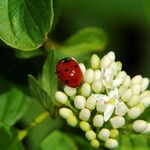 Viburnum ellipticum