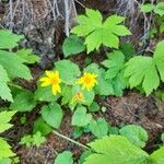 Arnica cordifolia Blomma