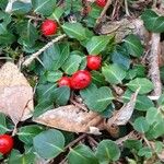 Mitchella repens Fruit