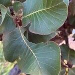 Curatella americana Fuelha