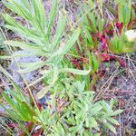 Pseudognaphalium californicum Habit