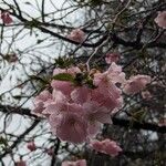 Prunus trilobaFlower