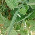 Podospermum laciniatum Лист
