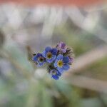 Myosotis arvensis HillBloem