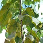 Bagassa guianensis 葉