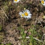 Leucanthemum monspeliense Habit