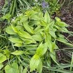 Tricyrtis hirta List