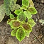 Pilea involucrata Ліст