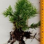 Phlegmariurus linifolius その他の提案