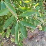 Exochorda racemosa Лист