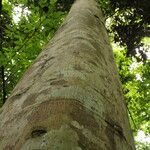 Celtis mildbraedii Rinde