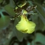 Oncidium brachyandrum Flower