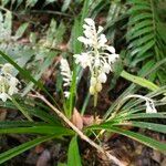 Liriope spicata Blüte