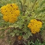 Achillea filipendulina Folha