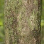 Lecythis persistens Kabuk