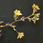 Hermannia exappendiculata Blomst
