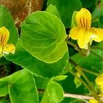 Viola biflora Flower