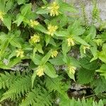 Paederota lutea Celota