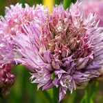 Allium schoenoprasum Flor