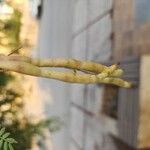 Prosopis cineraria Fruit