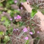 Clinopodium vulgare Flower