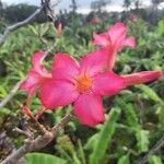 Adenium obesum花