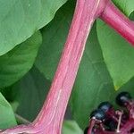 Phytolacca americana Casca