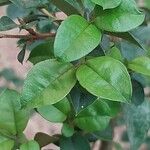 Luma apiculata Lehti