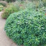 Euphorbia stygiana Hoja