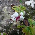 Actaea pachypoda Fruto