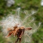 Dryas octopetala Fruit