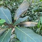 Ficus lutea Levél