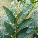 Phyllanthus consanguineus Fruit