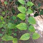 Nyctanthes arbor-tristis পাতা