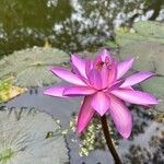 Nymphaea rubra Flower