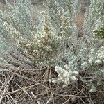 Artemisia frigida Blatt