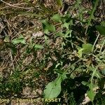 Centaurea jordaniana 形態