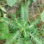 Phyllanthus amarus Feuille