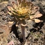 Aeonium pseudourbicum Leaf