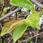 Prunus domestica Blatt