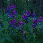 Lathyrus vernus Flower