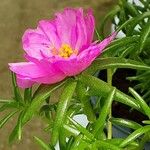 Portulaca pilosa 花