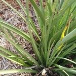 Hesperaloe parviflora Feuille