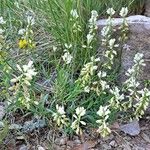 Polygala calcarea Habit