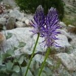 Phyteuma betonicifolium Flor