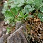 Trifolium subterraneum Hoja