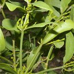 Phoradendron quadrangulare موطن