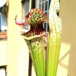 Sarracenia leucophyllaبرگ