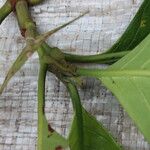 Psychotria gilletii অন্যান্য